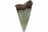 Fossil Broad-Toothed Mako Shark Tooth - North Carolina #235231-1